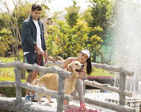 purva smiling willows sale