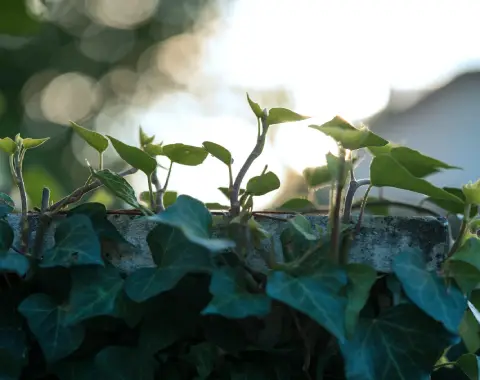 Vianaar Dappled Light Estate House